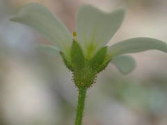 Saxifraga fragosoi
