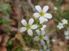 Saxifraga fragosoi