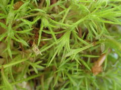 Saxifraga fragosoi