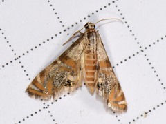 Petrophila cappsi