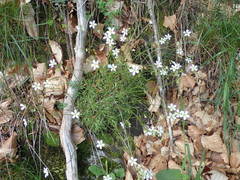 Saxifraga fragosoi