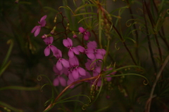 Stylidium scandens