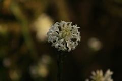Pimelea longiflora