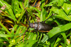 Dorysthenes planicollis