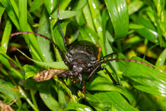 Dorysthenes planicollis