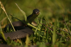 Elapognathus minor