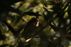 Eopsaltria georgiana