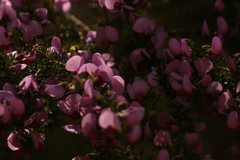 Gompholobium scabrum