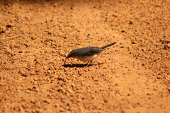 Eopsaltria georgiana