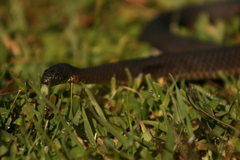 Elapognathus minor