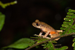 Leptobrachella arayai