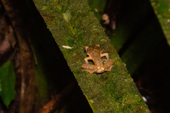 Leptobrachella arayai