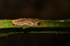 Leptobrachella arayai
