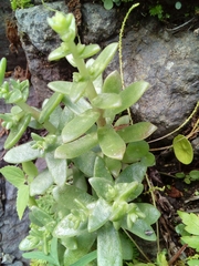 Sedum ebracteatum