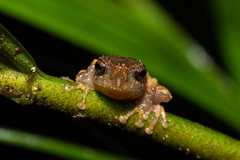 Philautus nephophilus