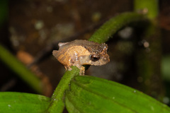 Philautus nephophilus