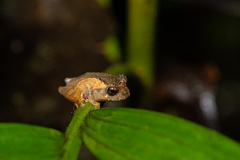 Philautus nephophilus