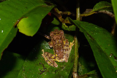 Philautus macroscelis