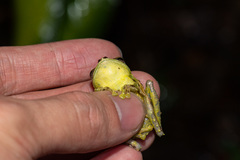 Philautus macroscelis