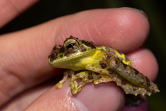 Philautus macroscelis