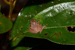 Philautus nephophilus