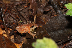 Philautus nephophilus