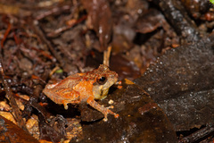 Philautus nephophilus