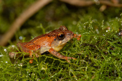 Philautus nephophilus