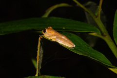 Leptomantis angulirostris