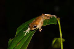 Leptomantis angulirostris