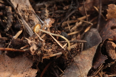 Strobilurus stephanocystis