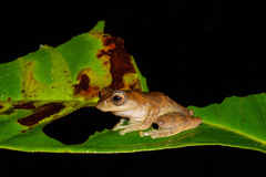 Leptomantis angulirostris