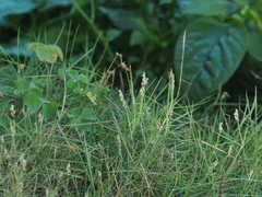 Zoysia pacifica