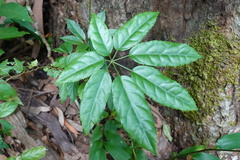 Heptapleurum heptaphyllum