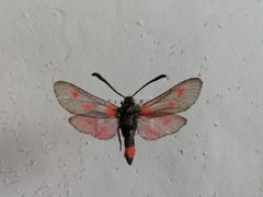 Zygaena sarpedon