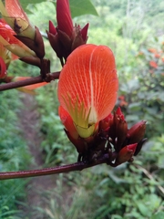 Erythrina breviflora