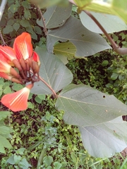 Erythrina breviflora