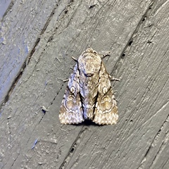 Turnerinycta phaeocosma