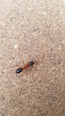 Camponotus nigriceps