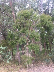 Melaleuca decora