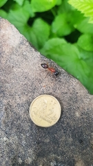 Camponotus nigriceps