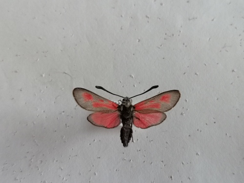 Vretienka kotúčová (Zygaena punctum)