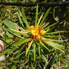 Pultenaea robusta
