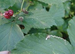 Stigmella splendidissimella