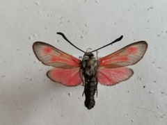 Zygaena punctum