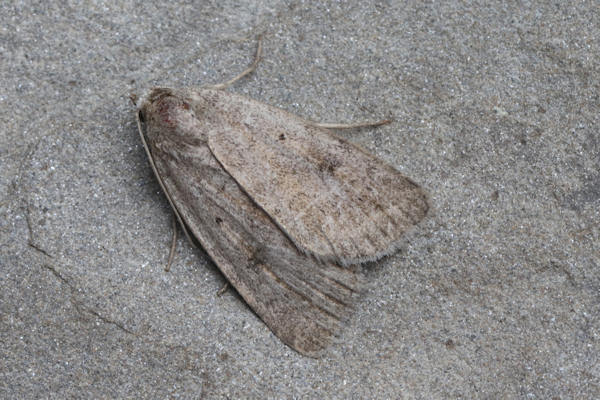 Athetis gluteosa