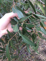 Eucalyptus eugenioides