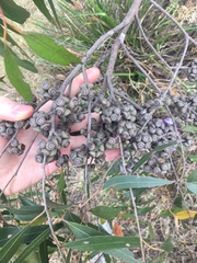 Eucalyptus eugenioides