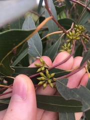 Eucalyptus eugenioides