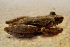 Scinax x-signatus